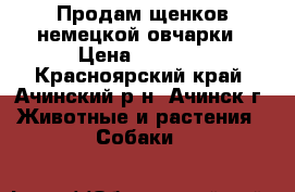 Продам щенков немецкой овчарки › Цена ­ 9 000 - Красноярский край, Ачинский р-н, Ачинск г. Животные и растения » Собаки   